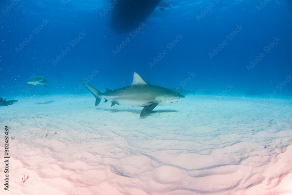 Fototapeta premium Bull shark at the Bahamas