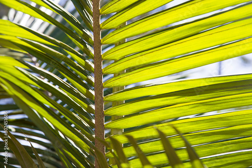 Vibrant green palm leaves