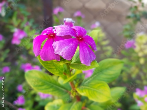 purple flower in the garden