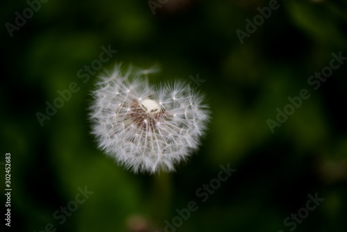 spring smell in the wind