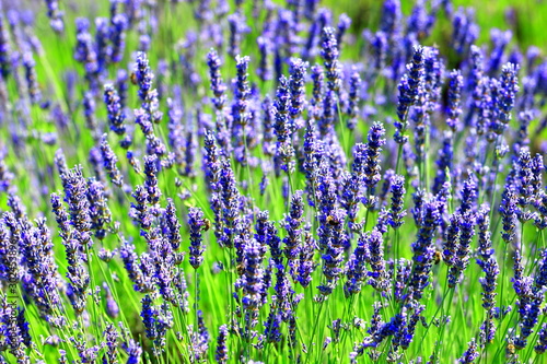 Lavender flowers in field on Island Hvar in Croatia
