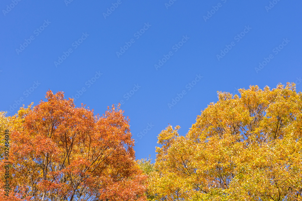 宮城　薬莱山と周辺の秋