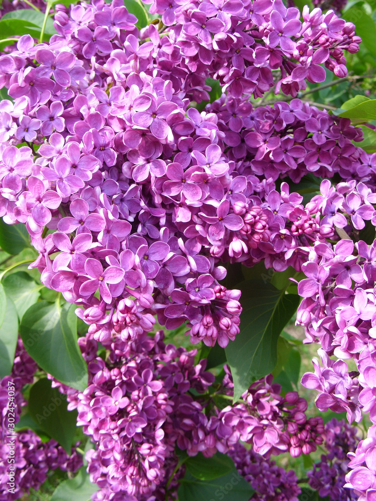 Obraz premium Purple lilac