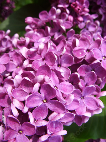 Purple lilac © Violetta Korolkova 