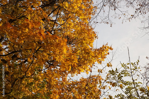 Yellowed foliage on autumn trees on a sunny clear day. Change of seasons. Calm time to summarize efforts and harvest. Solemn mood. Wilting nature. An abundance of warm colors. Fiery colors