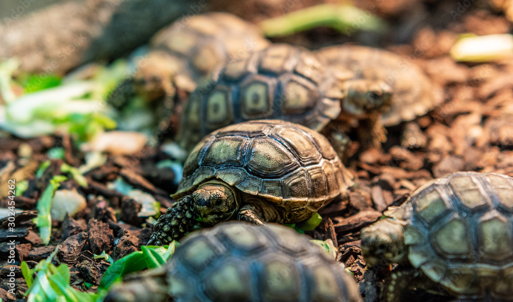 Terrestrial turtle in terrarium. Terrestrial turtle in terrarium.