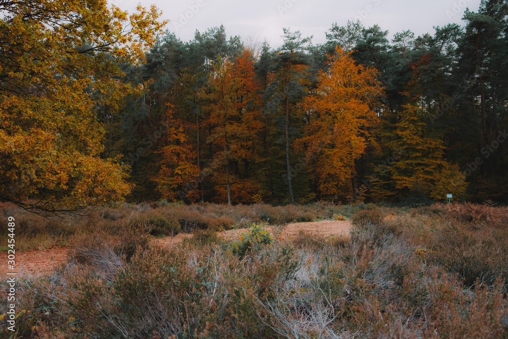 Bäume Herbst Bäume Herbst