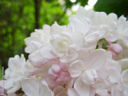 White lilac © Violetta Korolkova 