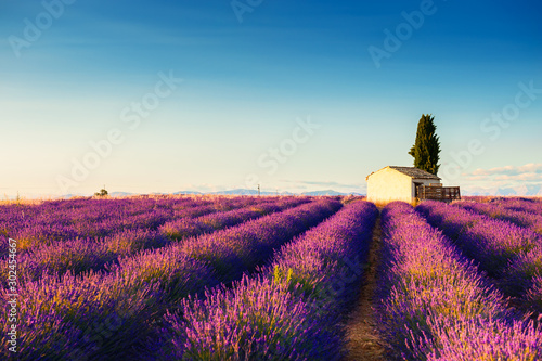 Small house in lavender fields at sunset near Valensole  Provence  France. Beautiful summer landscape. Famous travel destination