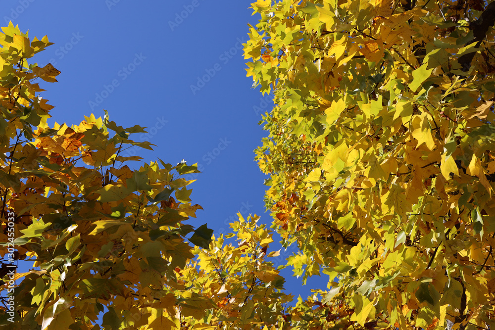 京都ぶらり、黄葉と青空