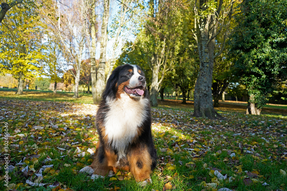 Happy large fluffy Bernese Mountain Dog sitting in the dog friendly park