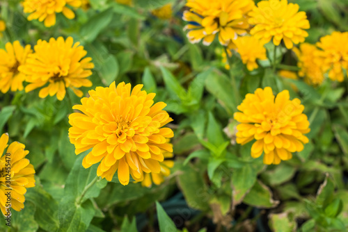 Zinnia flower