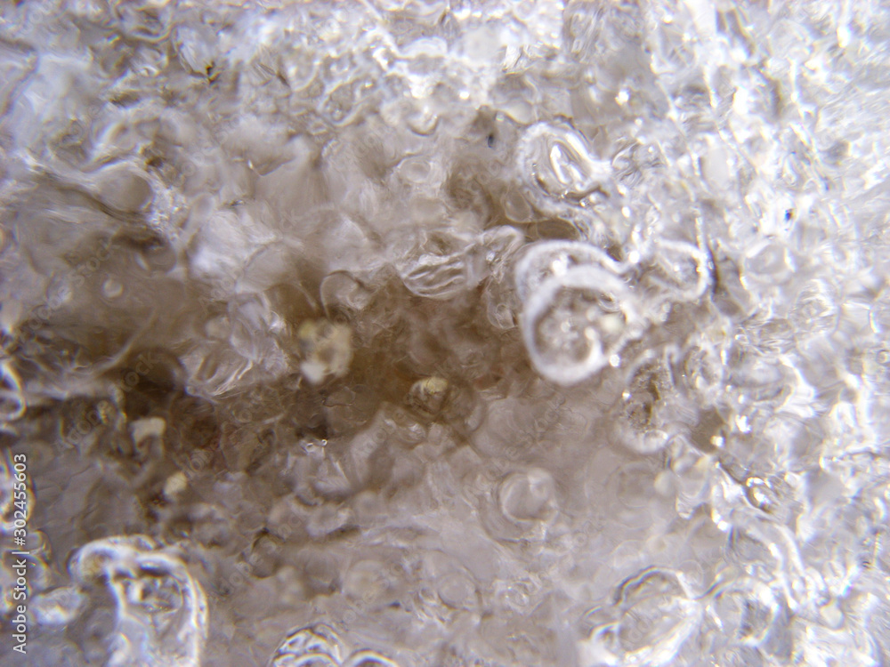 Naklejka premium Leda on the lake. Macro