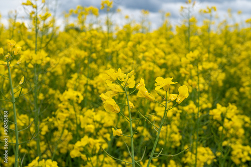 Colorful field of yellow blooming raps flowers. Blooming canola flowers close up.