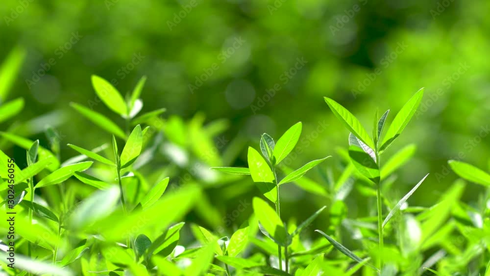 Nature green tree, nature wind Nature green tree, nature wind
