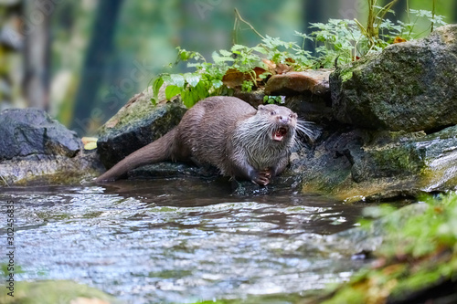 Hungry otter at feeding by the water.
