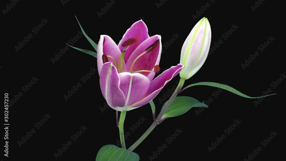 Time-lapse of opening lovely pink lily 11h3 in RGB + ALPHA matte format isolated on black background Time-lapse of opening lovely pink lily 11h3 in RGB + ALPHA matte format isolated on black background