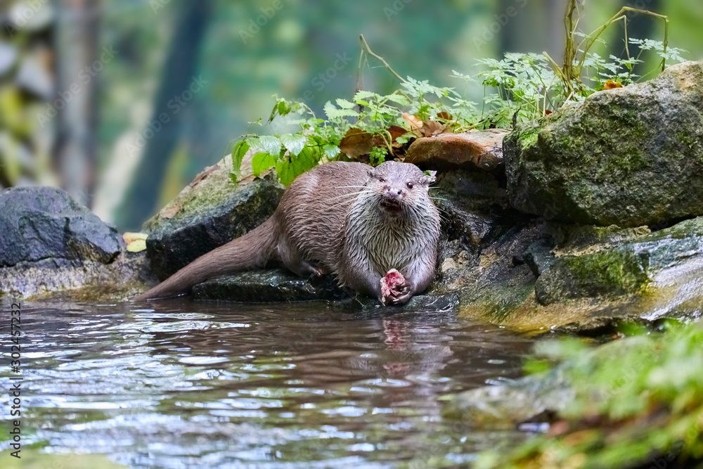 Hungry otter at feeding by the water. Hungry otter at feeding by the water.
