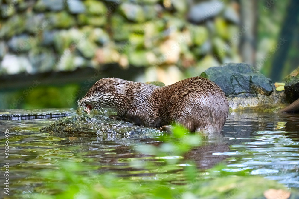 Hungry otter at feeding by the water. Hungry otter at feeding by the water.
