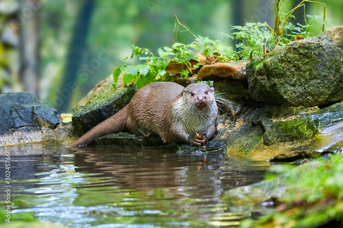 Hungry otter at feeding by the water. photo