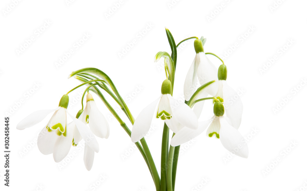 Fototapeta premium snowdrop bouquet