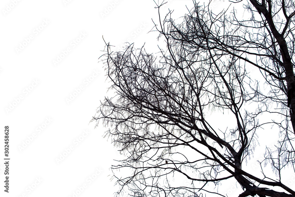 Dead branches , Silhouette dead tree or dry tree on white background with clipping path.