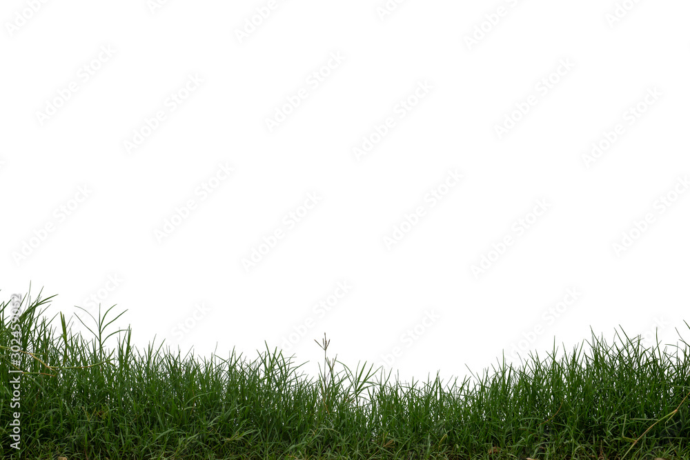 Grass isolated on white background. Clipping path. Grass isolated on white background. Clipping path.