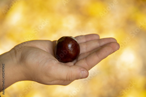 autumn chestnut lying on a child's hand on an autumn colored background