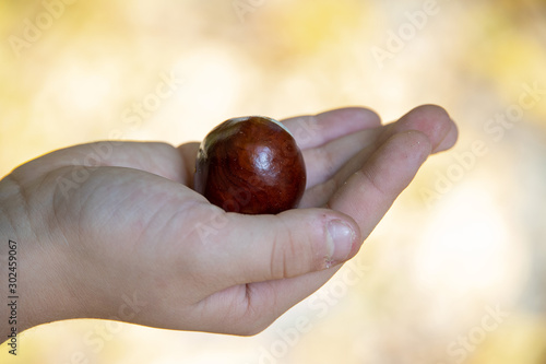 autumn chestnut lying on a child's hand on an autumn colored background