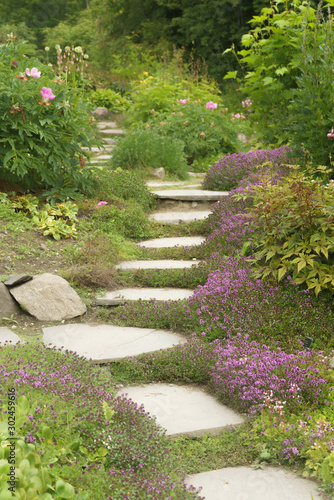 Garden path with purple thyme flowers along the side.