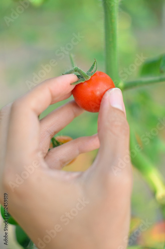 Close up of cherry tomatoes and female hands