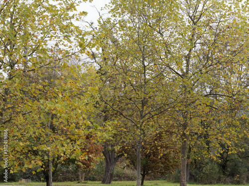 Parkland with ornamental London planes or hybrid planes trees with leaves in fall color (Platanus hispanica)