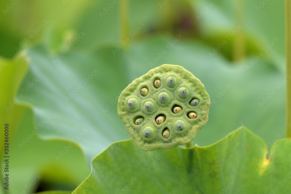 Lotus seed pod and Green Lotus fruit Lotus seed pod and Green Lotus fruit