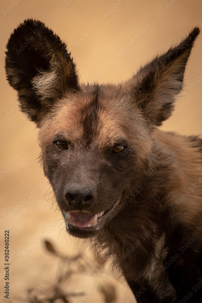 Close-up of wild dog standing eyeing camera Close-up of wild dog standing eyeing camera