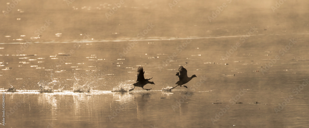 Water birds at flight