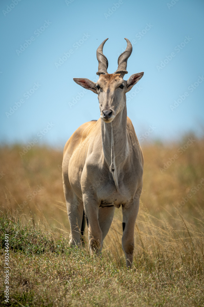 Common eland stands in grass facing camera Common eland stands in grass facing camera