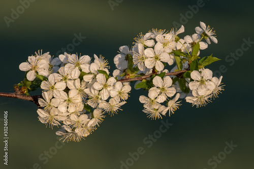 Beautiful blooming spring flowers