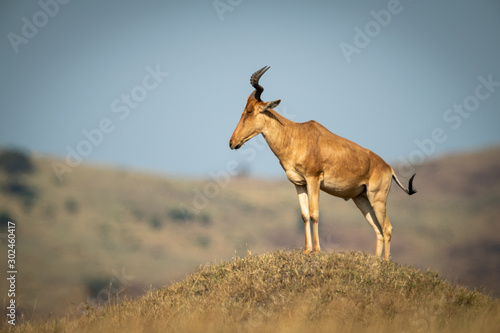 Coke hartebeest stands on mound in profile photo