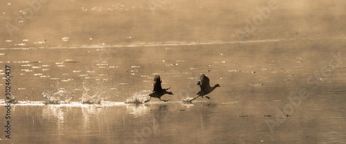 Obraz na płótnie Water birds at flight w salonie