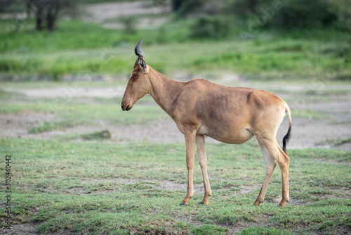 Coke hartebeest stands on savannah facing left