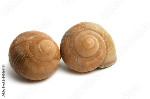 stuffed snails isolated