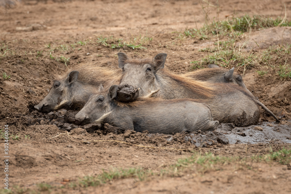 Fototapeta premium Common warthog and piglets lie in mud