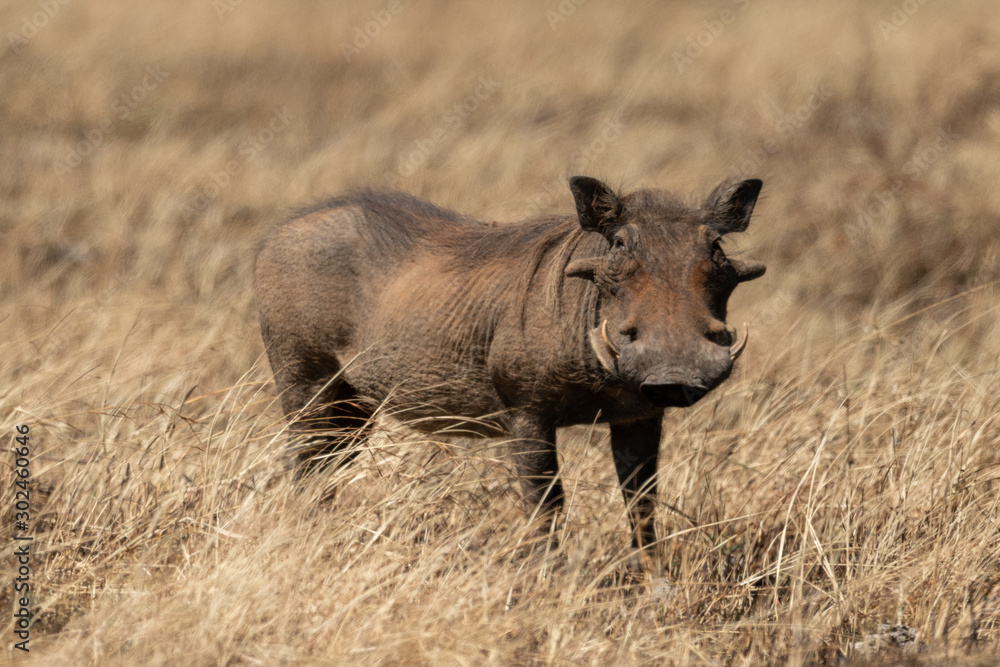 Common warthog eyeing camera from long grass Common warthog eyeing camera from long grass