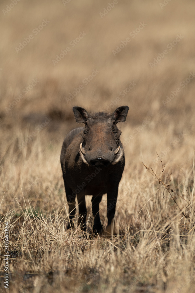 Common warthog eyeing camera from burnt grass Common warthog eyeing camera from burnt grass