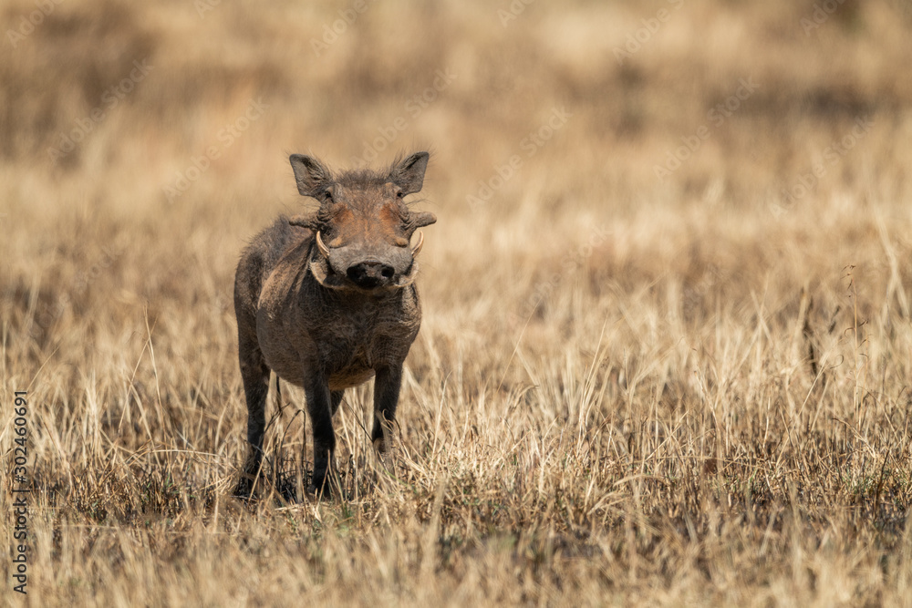 Fototapeta premium Common warthog eyes camera from burnt grass