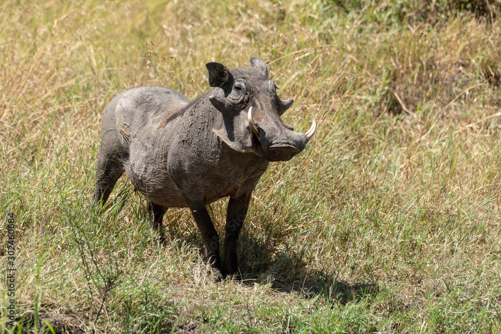 Common warthog stands eyeing camera in long grass Common warthog stands eyeing camera in long grass