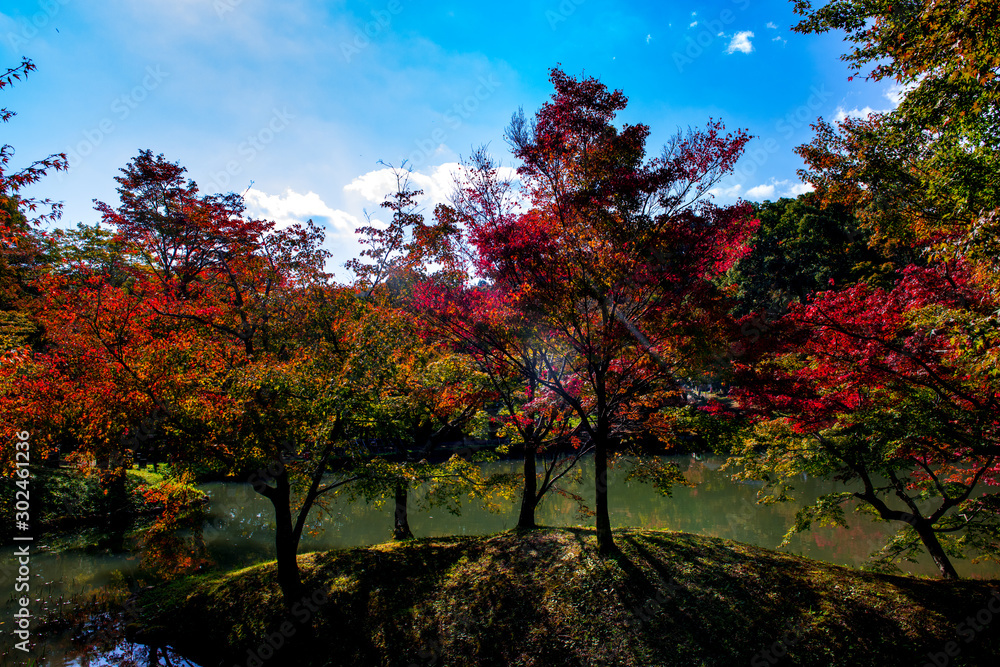 Naklejka premium 朝地の紅葉