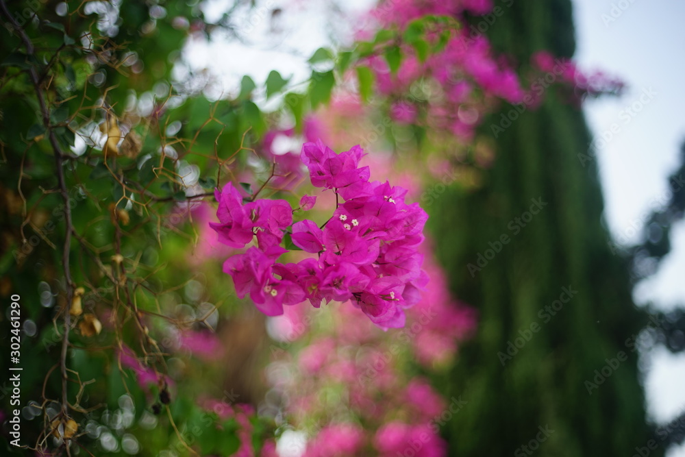 flowers in the garden