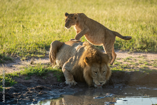Cub stands on male lion drinking water
