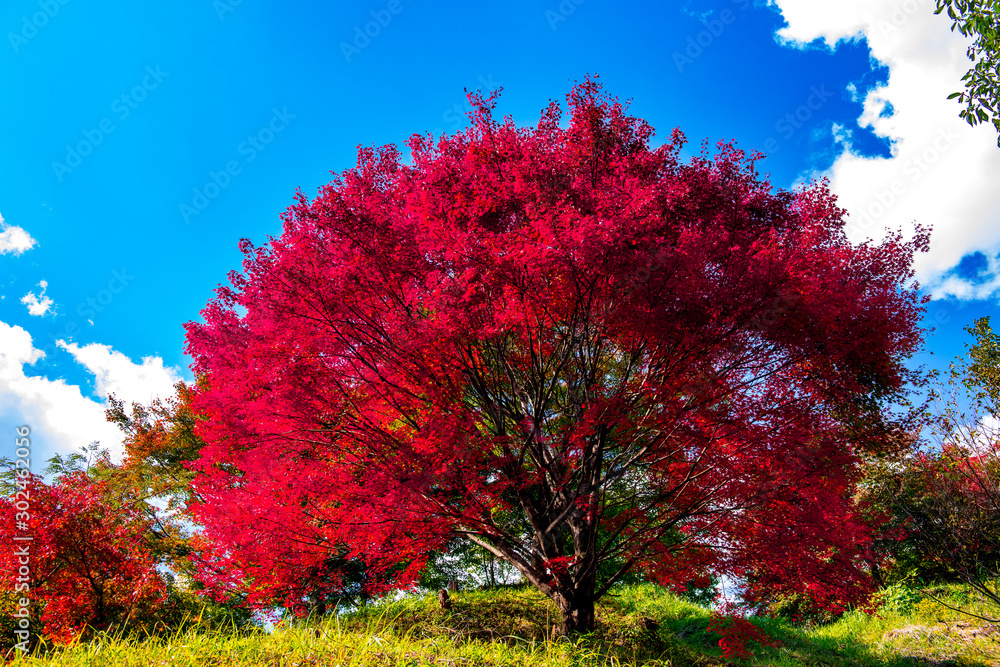 Naklejka premium 朝地の紅葉